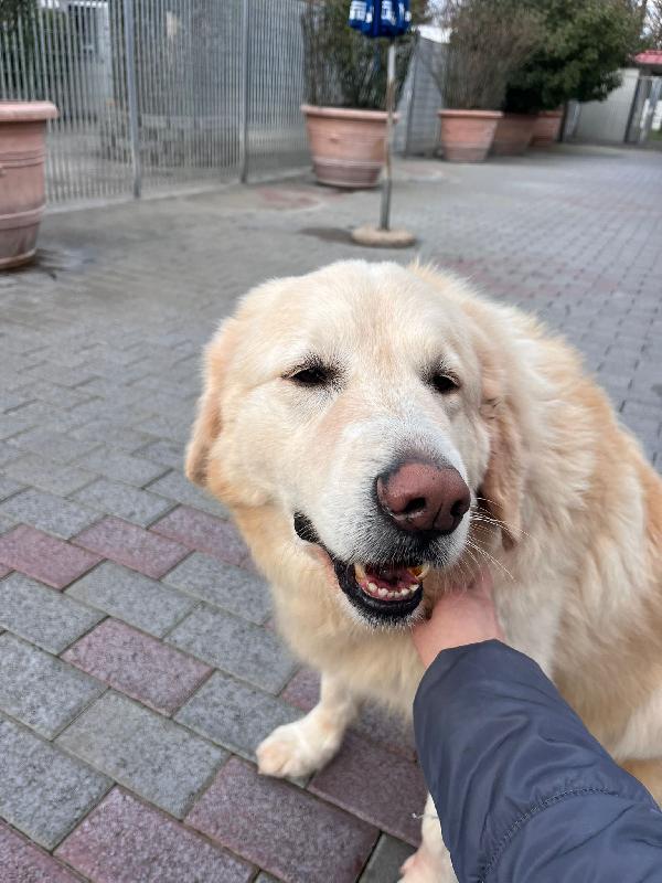 Salomone Cerca Famiglia